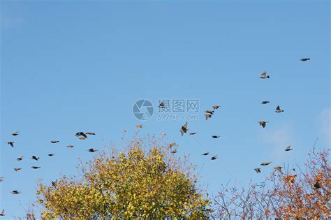 鸟飞进家代表什么